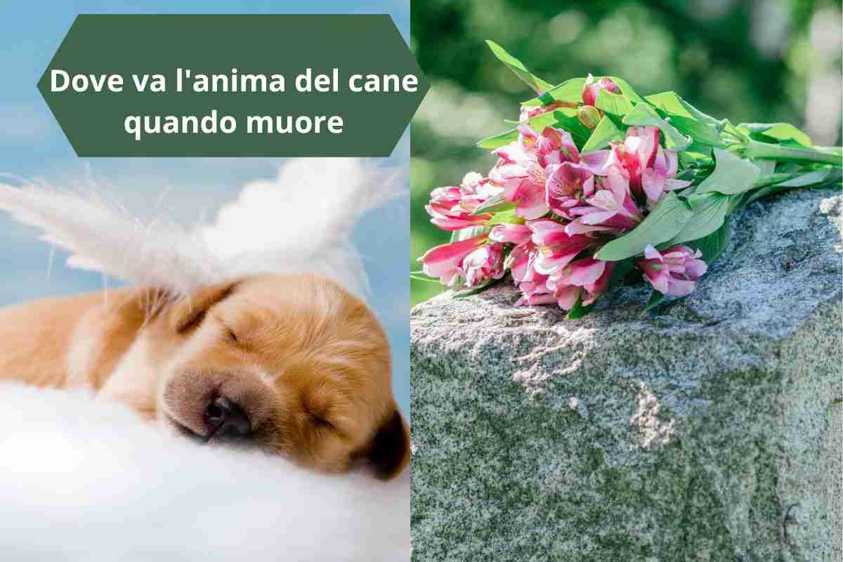 Cane che è diventato angelo e fiori sulla tomba