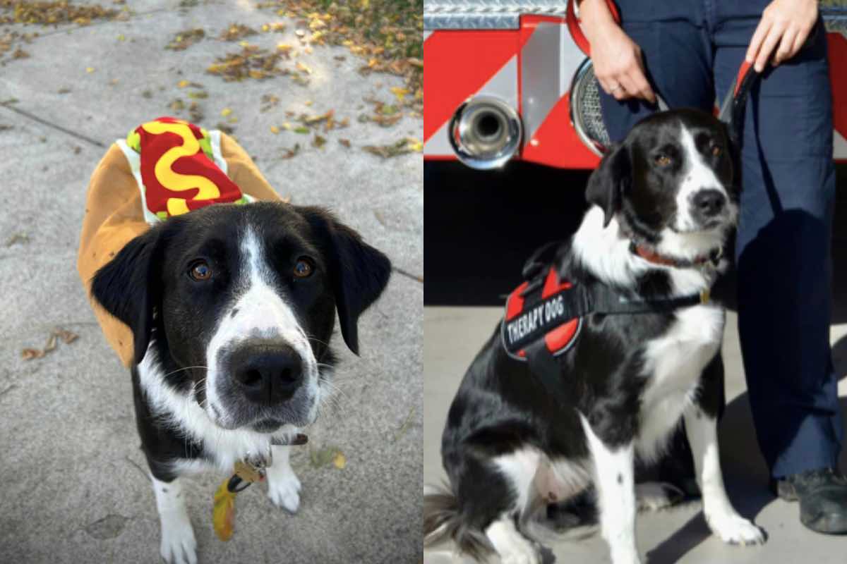 Cagnolina vestita da hot dog e da cane da terapia