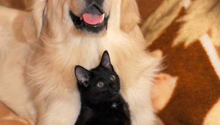 Cane e gatto sulle coperte 