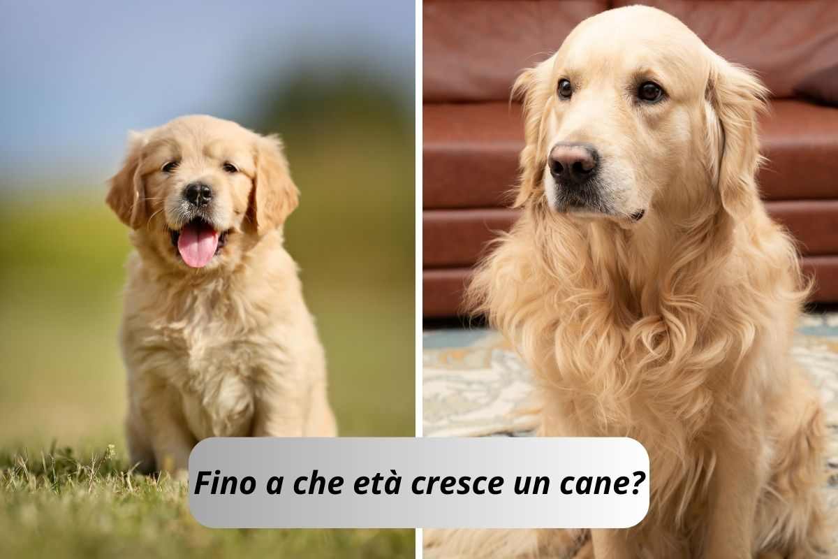 Golden retriever cucciolo e Golden retriever grande per capire fino a che età cresce un cane