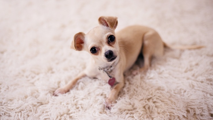 Cucciolo di Chihuahua fino a che età cresce