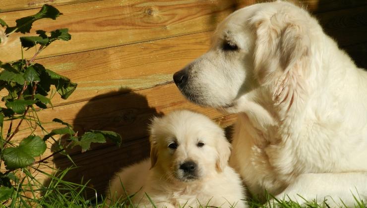 i nomi per i cani preferiti dagli italiani secondo la classifica