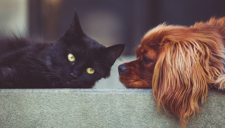 gatto e cane sono tra gli animali domestici di piccola taglia