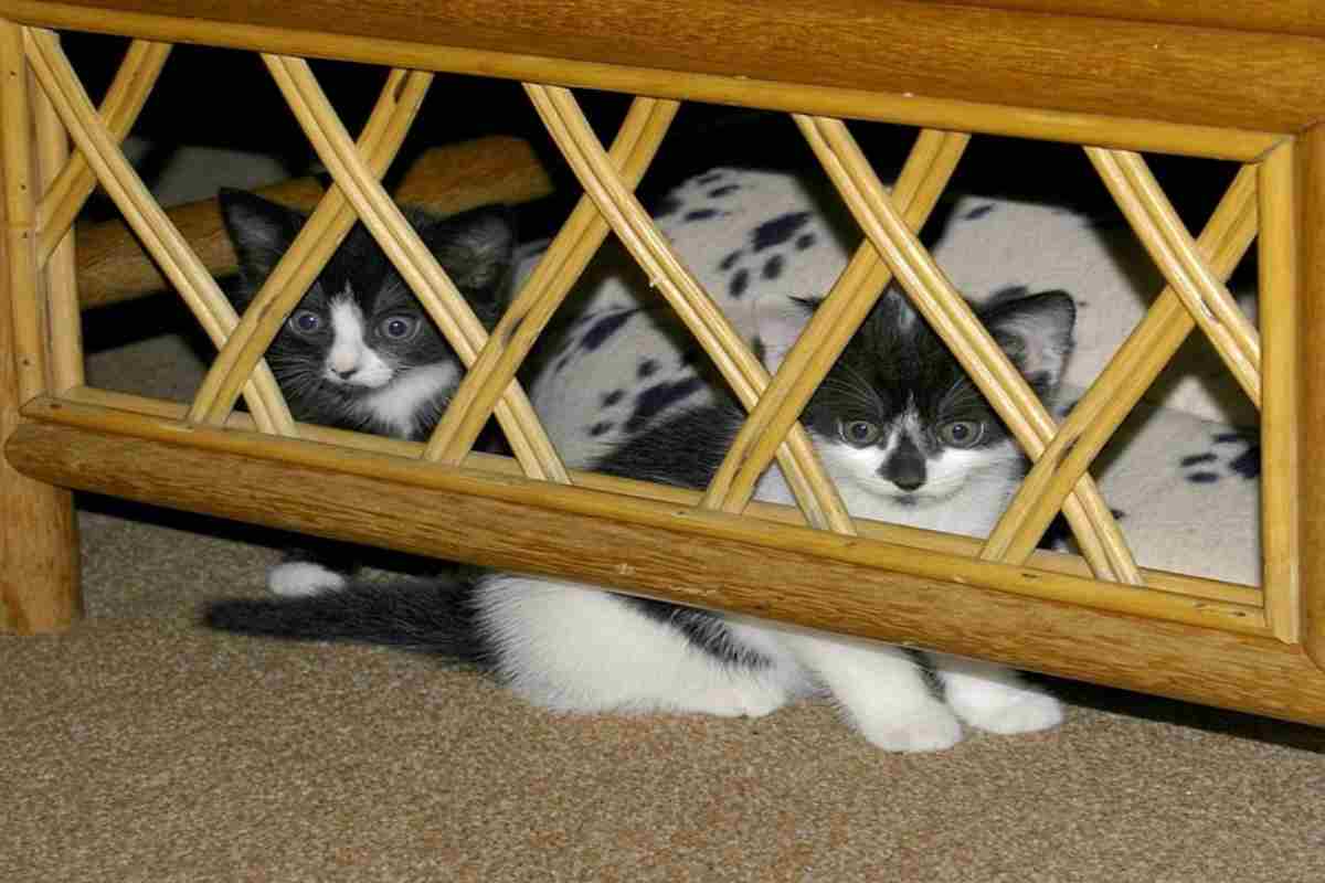 Un gatto nascosto in casa può essere difficile da stanare