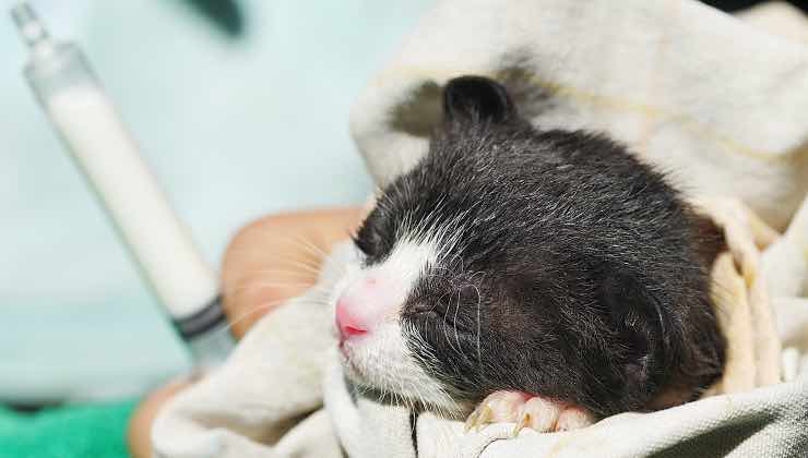 Un piccolo gatto magro ha le sue motivazione per stare nella coperta 