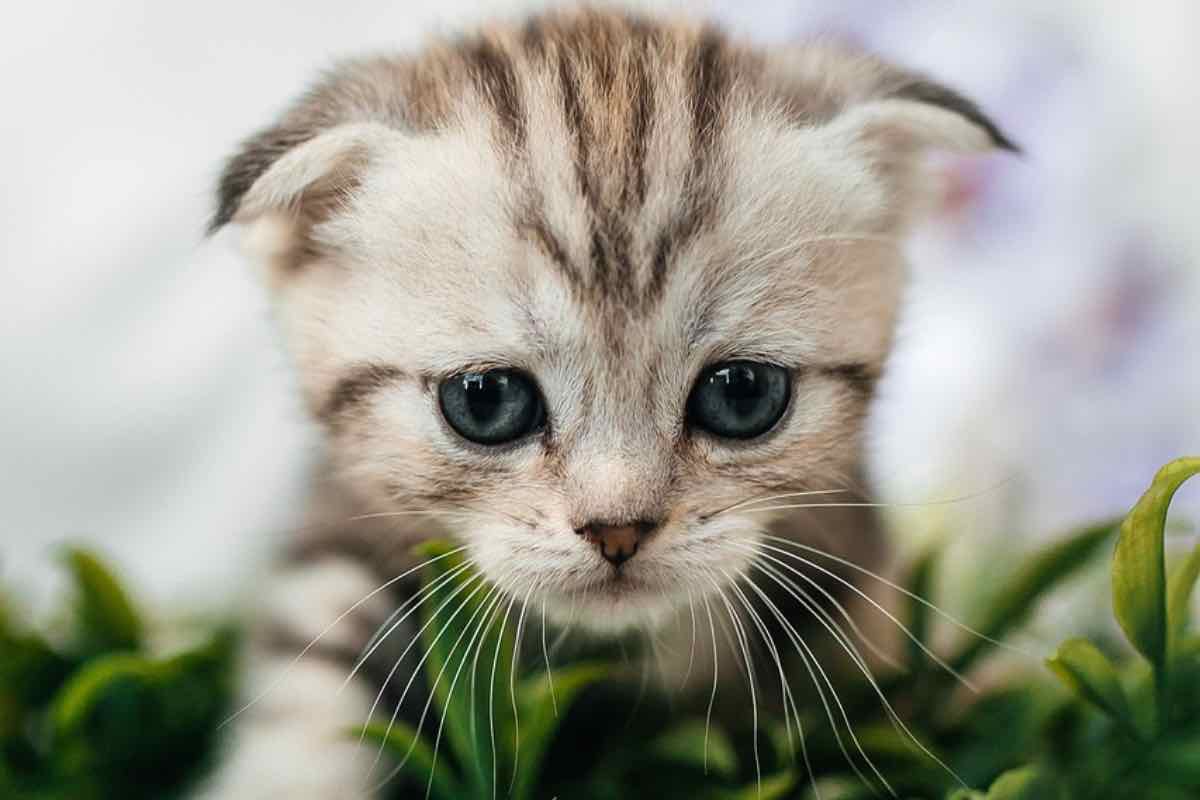 Un piccolo gatto triste perché si sente solo