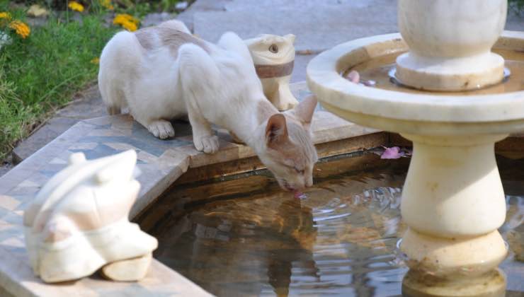 Un gatto bianco beve alla fontana di casa 