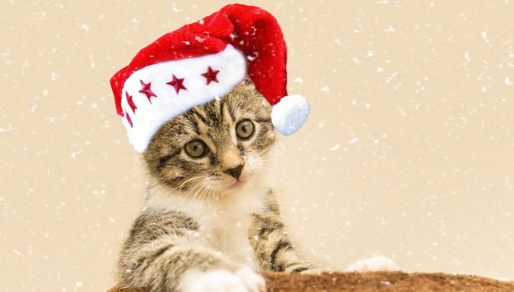 Piccolo gatto indossa un cappellino decorato per natale 