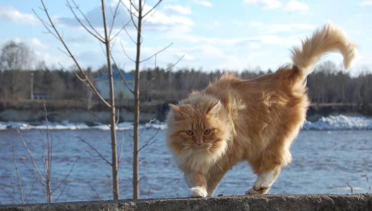 Un gatto arancione muove la coda vicino alla spiaggia 