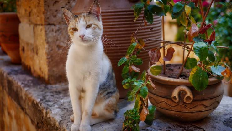 Gatto bianco e beige accanto a una pianta fuori casa 