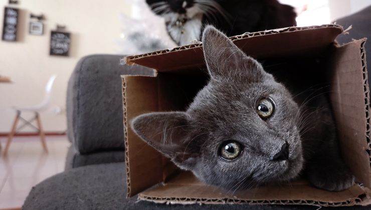 gatti amanti scatole