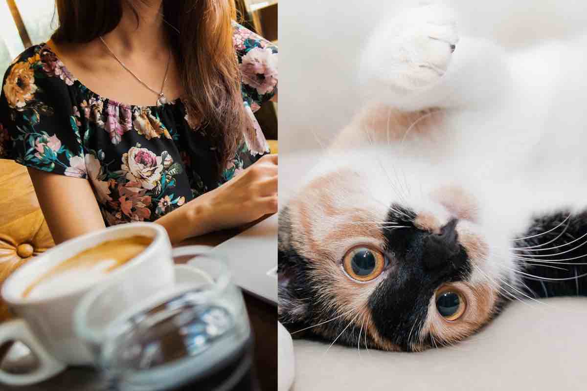 Gatto nero e bianco sdraiato a testa in giù accanto al caffè
