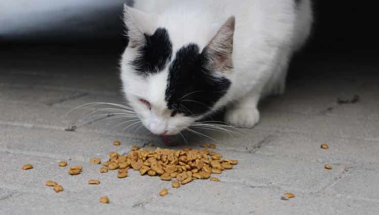 Gatto bianco e nero mangia le crocchette in strada 