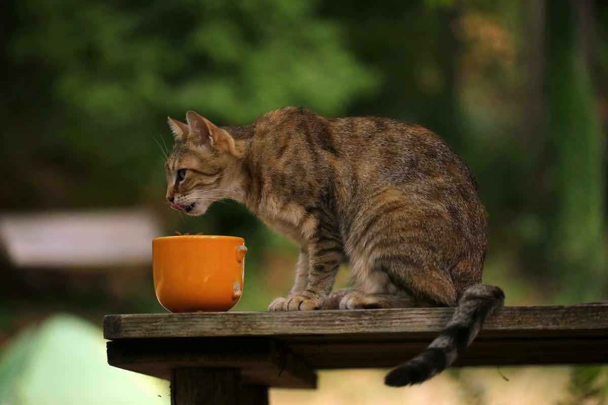 Un gatto magro mangia da una ciotola