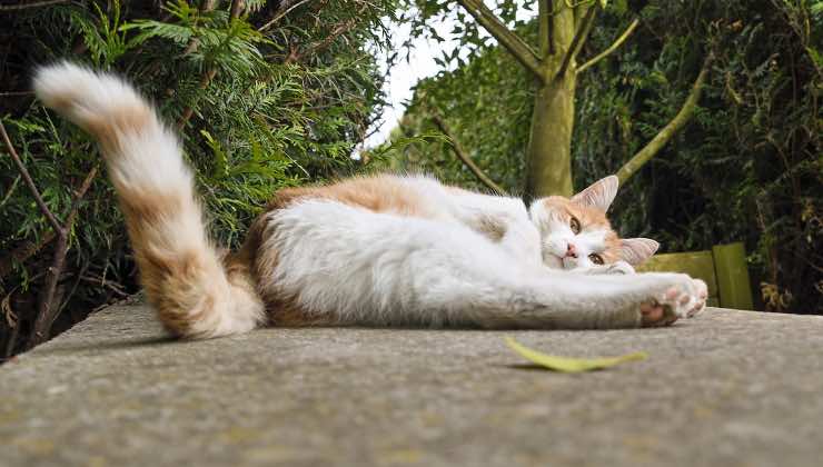 Gatto bianco e arancione sdraiato con la coda alta 
