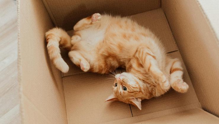 gatto ama scatola cartone perché