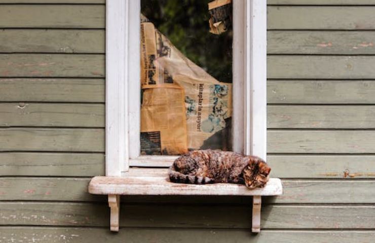 Un gatto di strada vuole entrare a tutti i costi in casa tua