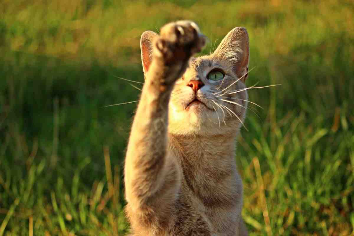 Gatto arancione tira fuori gli artigli