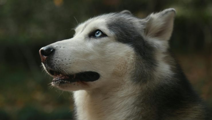 Golden Husky