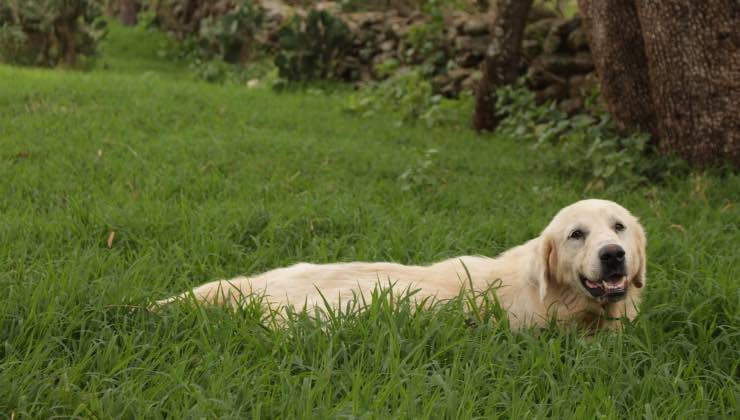 Un cane bianco vicino a un albero rischia incontro con processionaria 