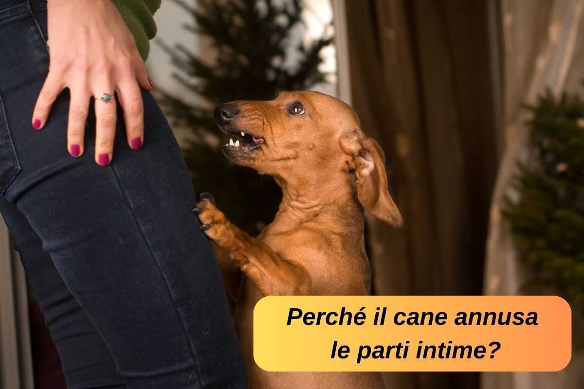 Il cane su due zampe annusa le parti intime di una donna