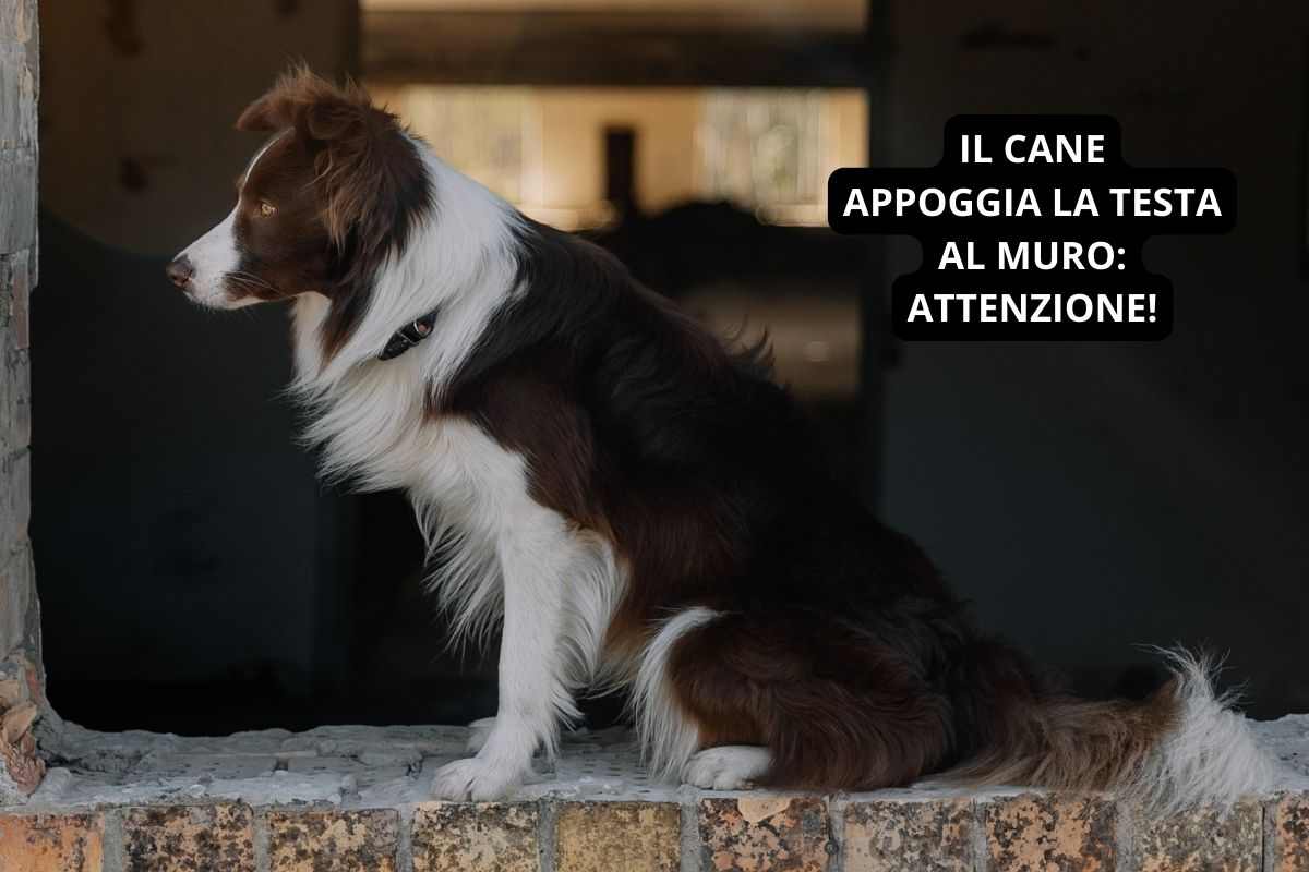 Cane sta per appoggiare la testa al muro