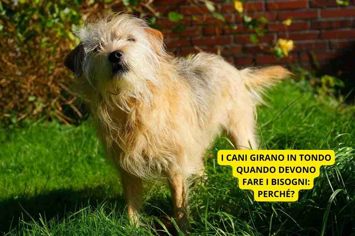 Cane in giardino