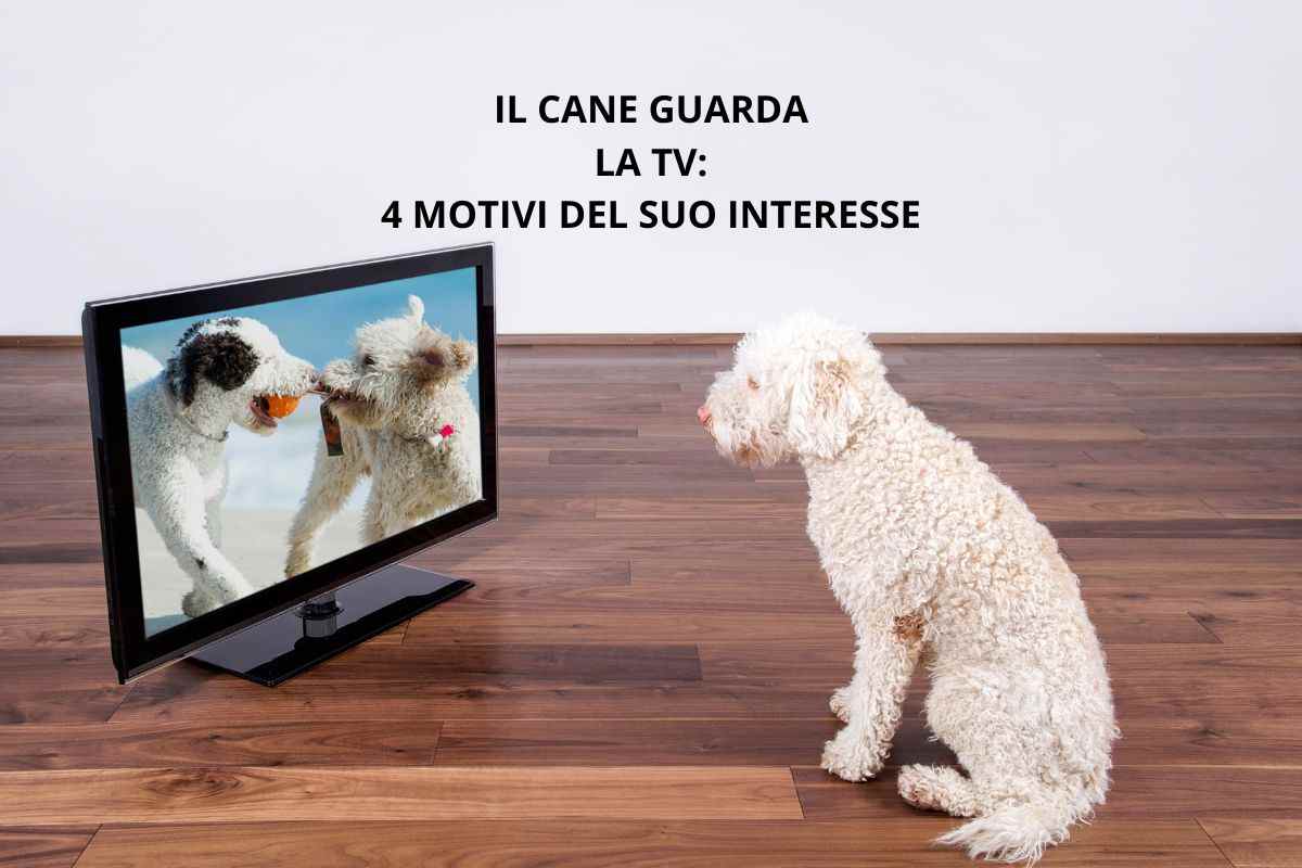 il cane davanti alla tv