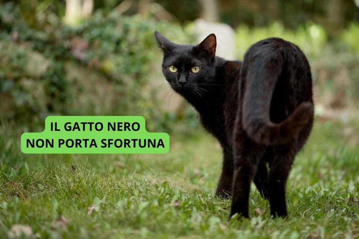 Gatto nero che cammina nell'erba non porta sfortuna