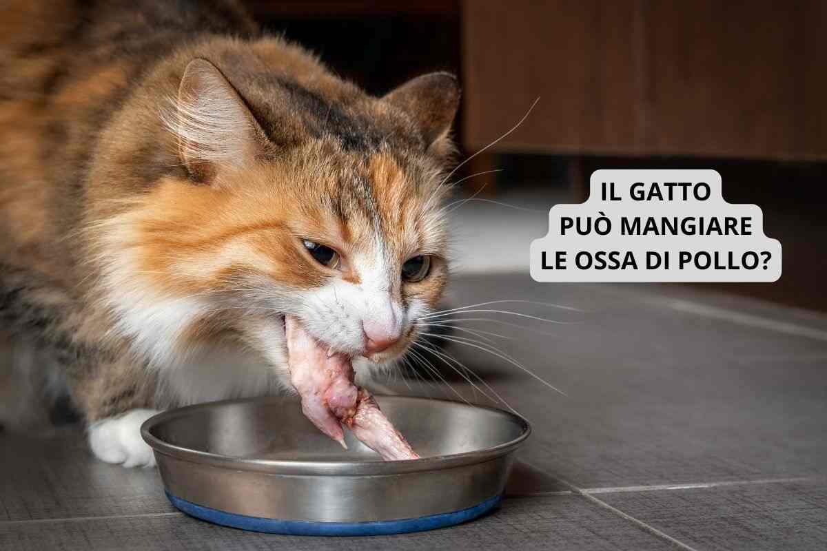 gatto intento a mangiare le ossa di pollo