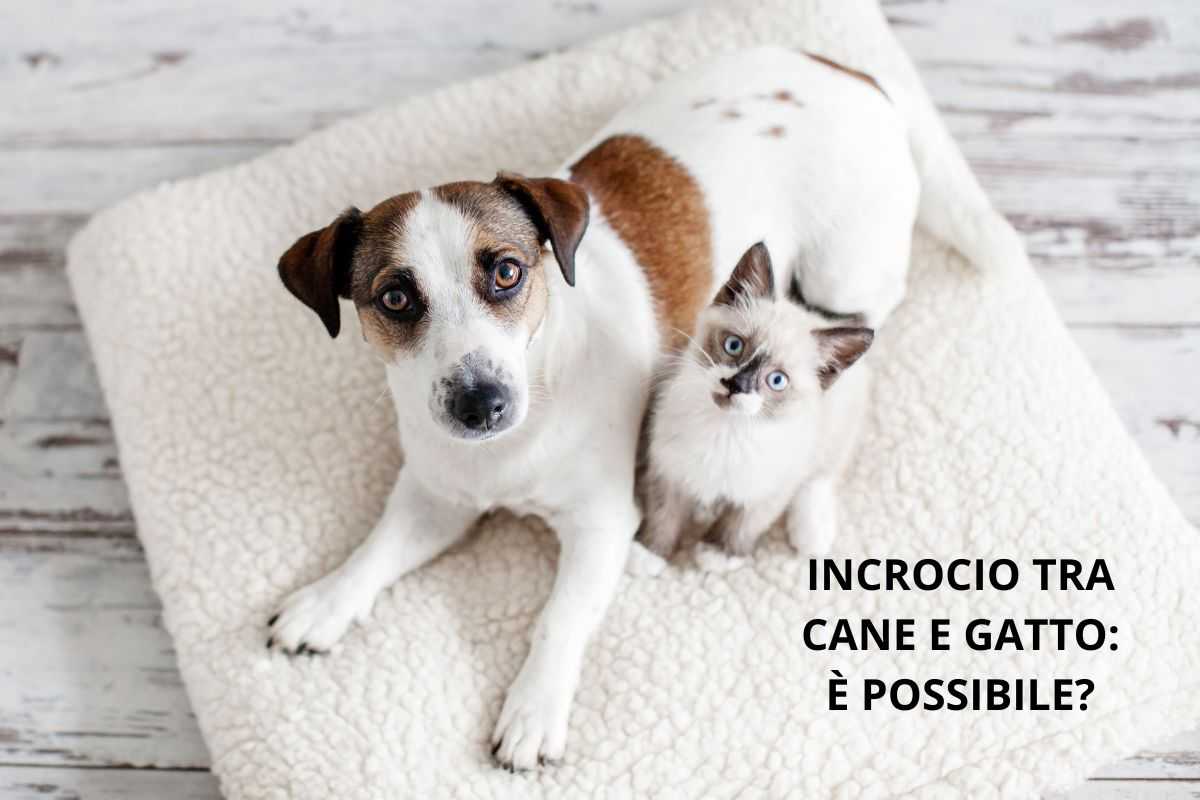 cane e gatto di cui spesso si pensa ad un incrocio