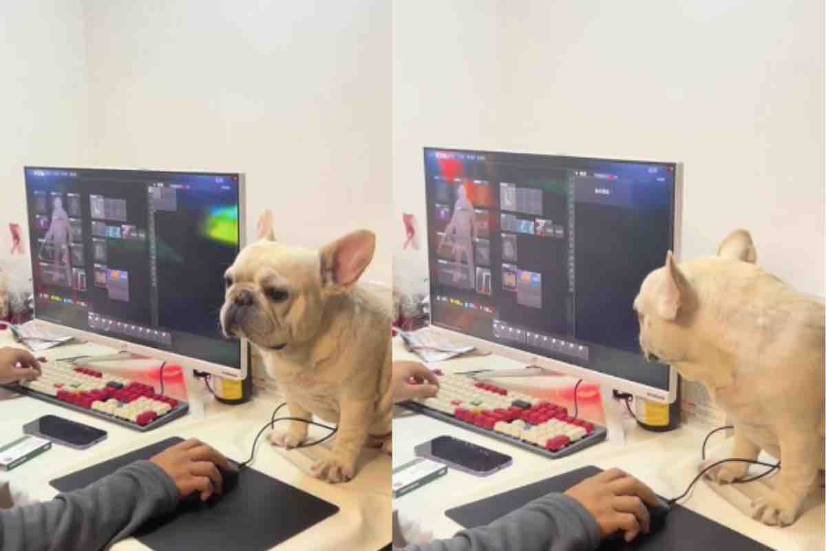 Il cagnolino seduto sulla scrivania accanto al pc