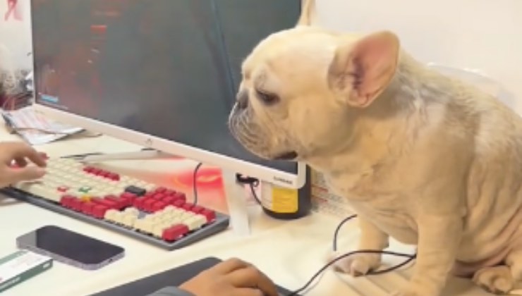 Il Bulldog francese accanto al suo umano e al pc 