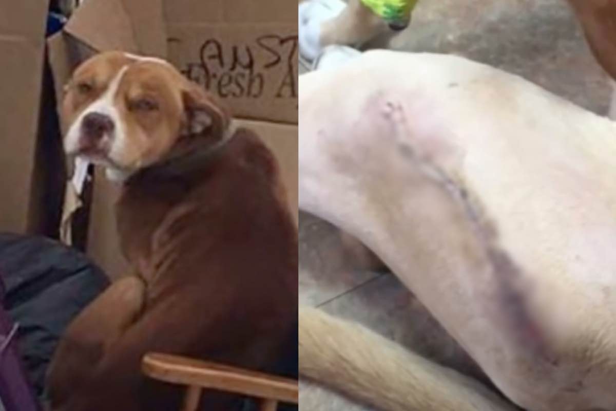 Pit Bull ferito giace tra le scatole del trasloco