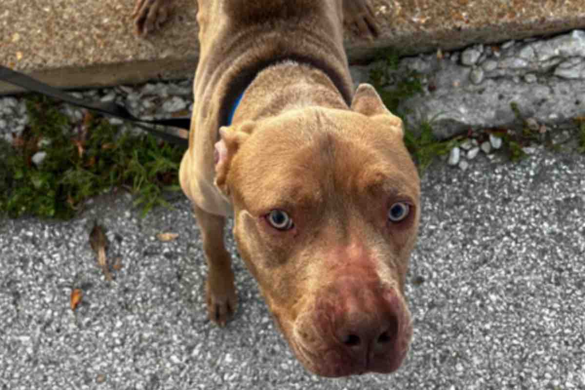 Il cane abbandonato fuori dall'ufficio