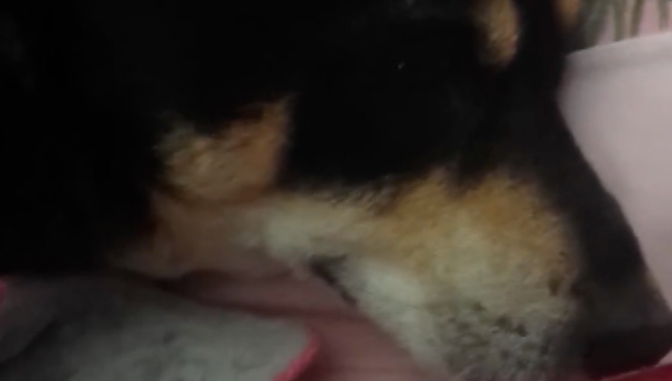 Il muso del cane che dorme nella culla 