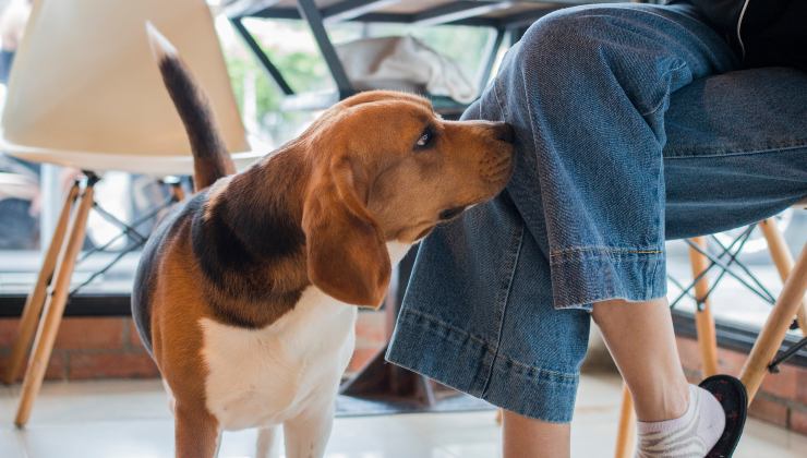 Il cane annusa la parte inferiore di una donna seduta