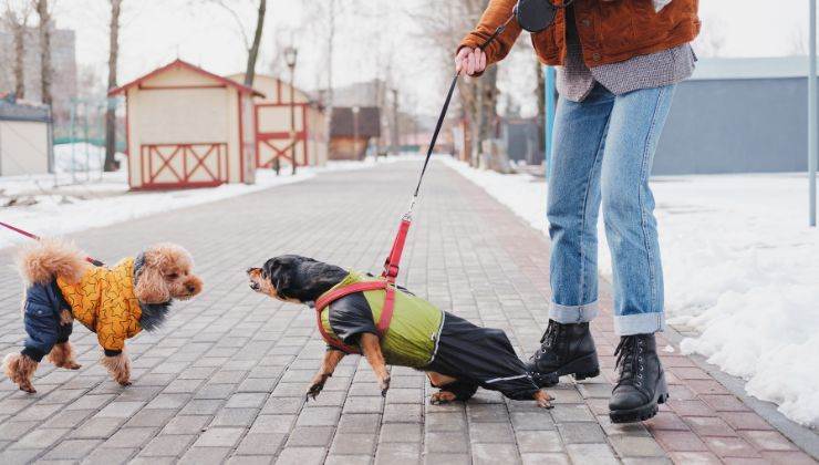 Cane aggressivo con i suoi simili