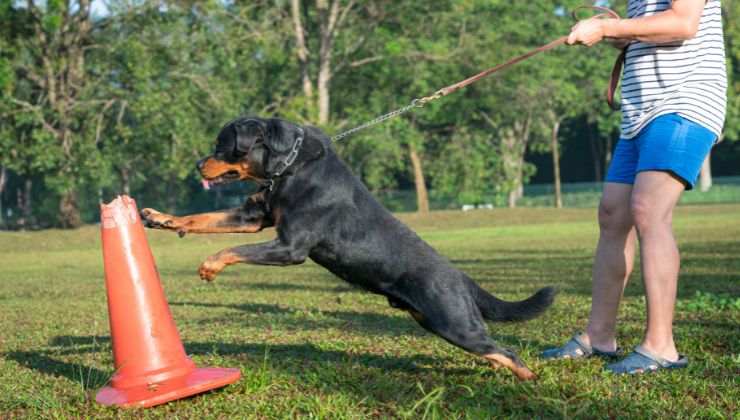 Educare il cane a non attaccare