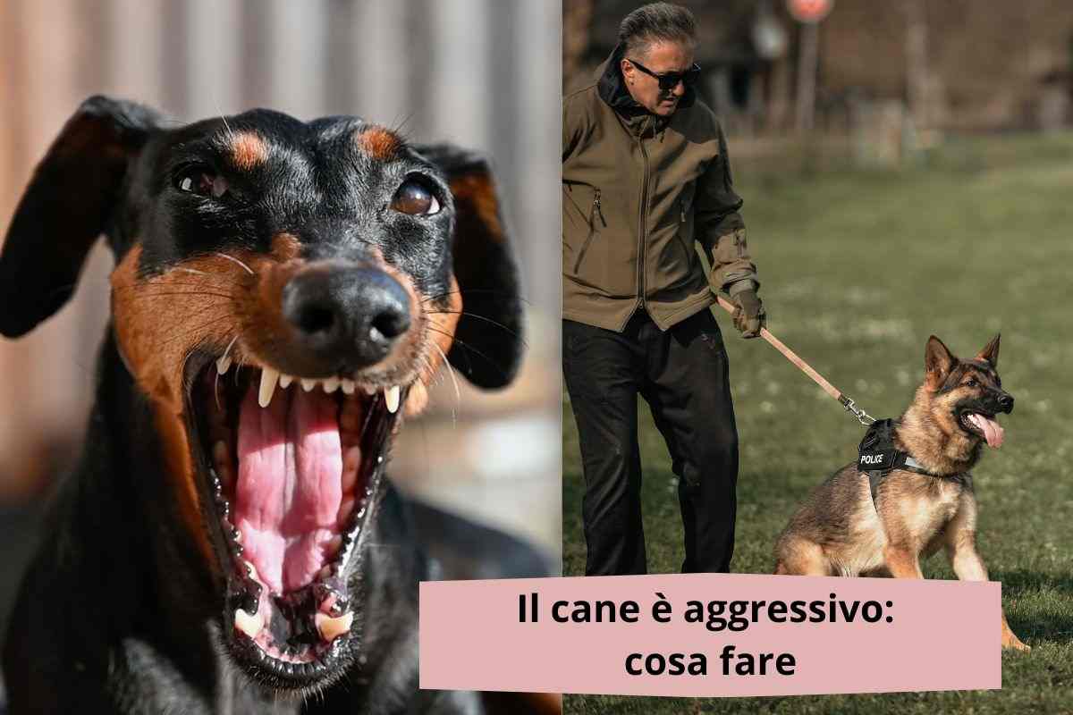 Cane aggressivo e educare un cane aggressivo