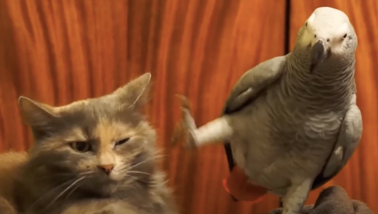 Gatto chiude l'occhio dopo l'incursione dell'amico pappagallo 