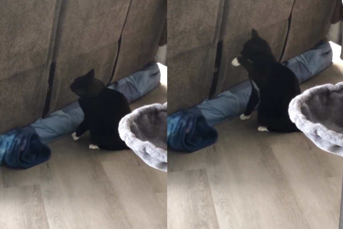 Gatto nero interagisce con un nuovo amico attraverso il sofà