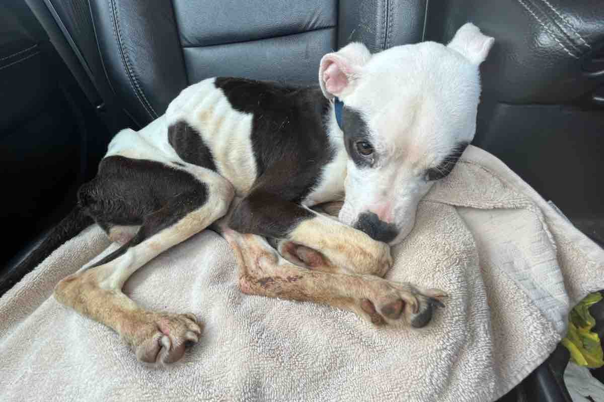 Cucciolo di cane Amstaff salvato alla fermata si sdraia in auto