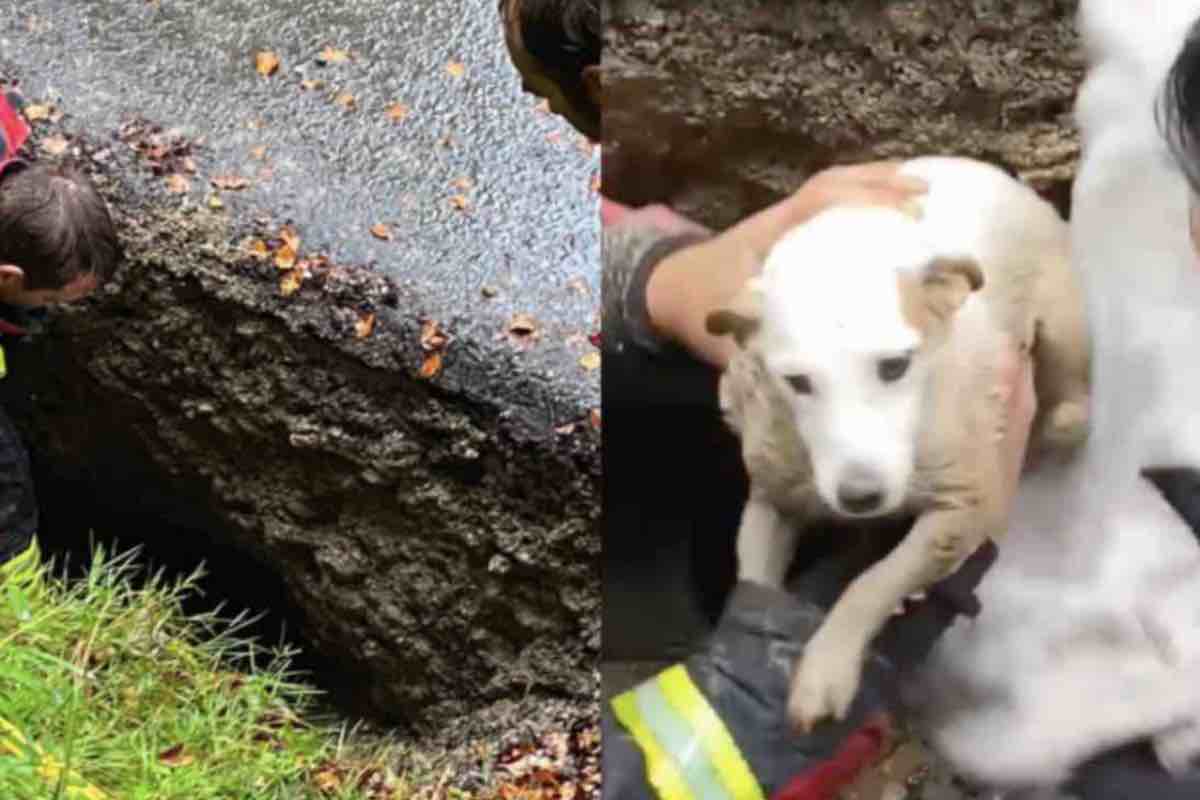 Vigili recuperano la cagnolina bloccata