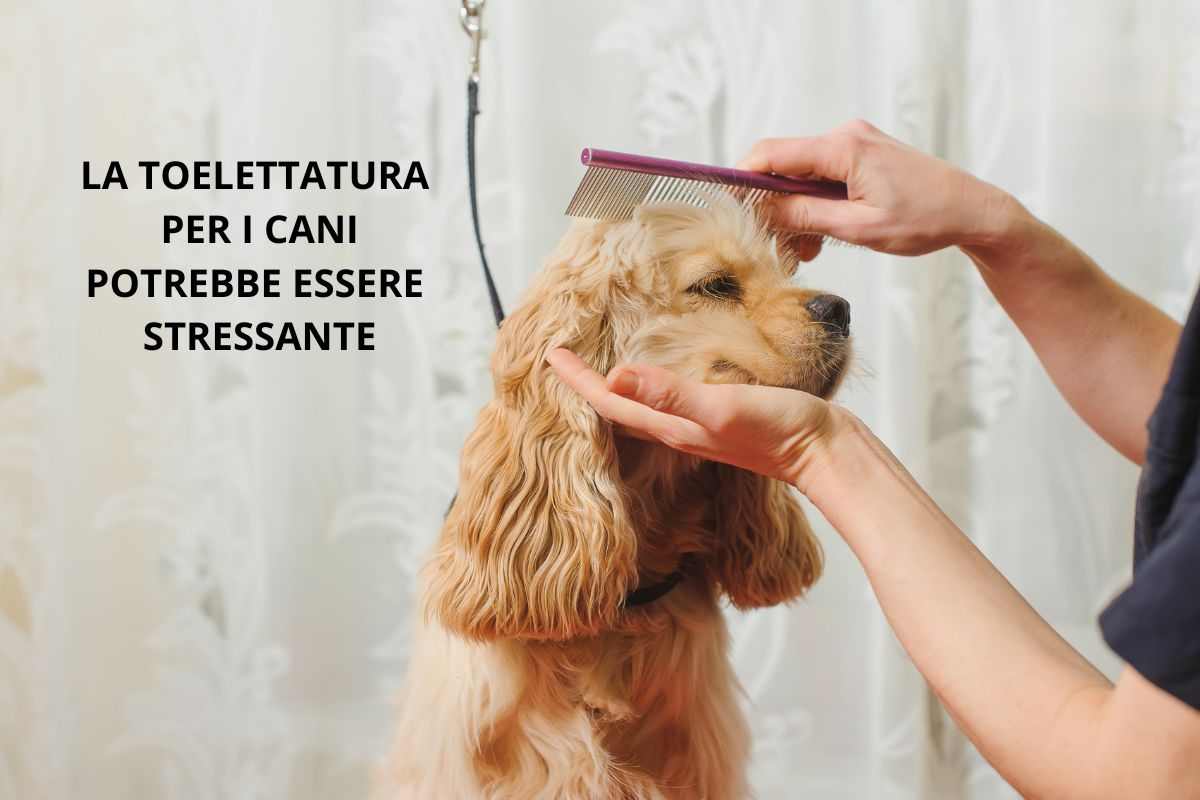 Persona pettina un cane