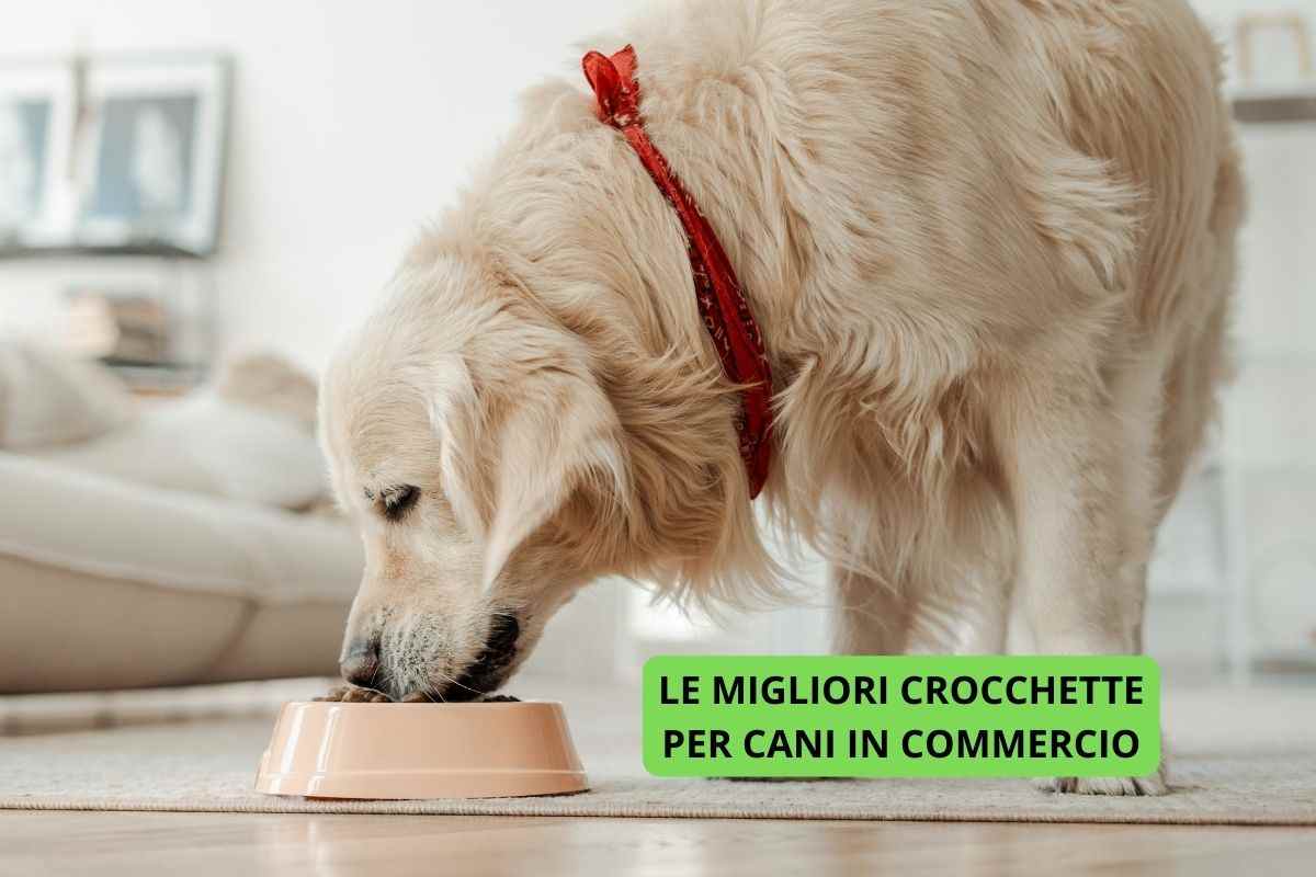 Cane mangia le migliori crocchette in commercio