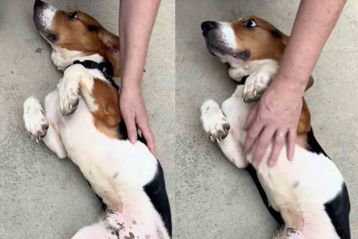 Beagle riceve una carezza