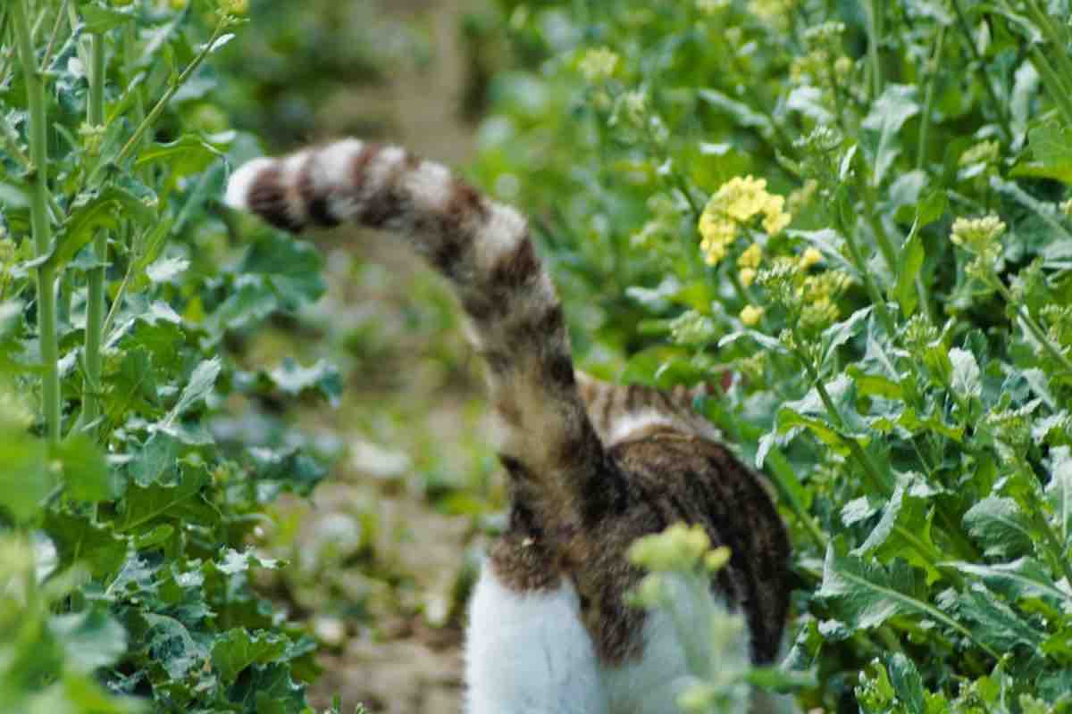 Gatto con la coda dai colori a strisce nella natura