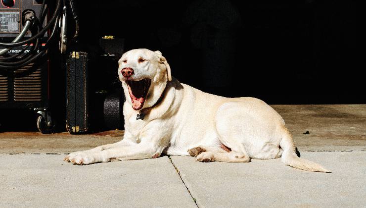 Labrador che sbadiglia