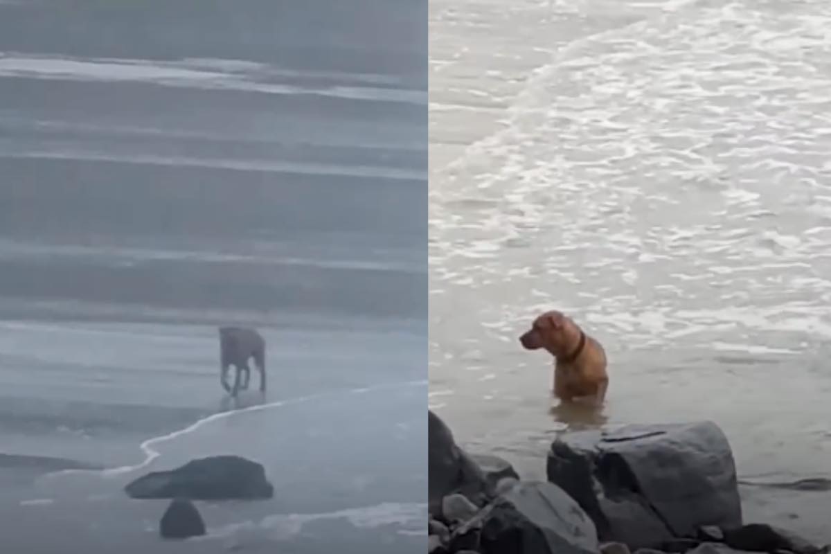 Il cane abbandonato tra le onde